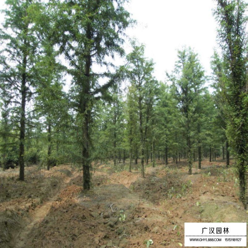 水杉的成長之旅，樹苗的價格與勵志之旅的交織。