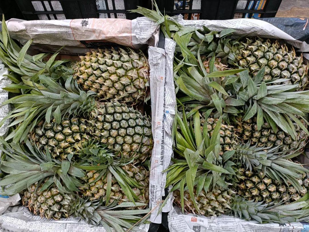 最新菠蘿售價背后的溫馨家居故事