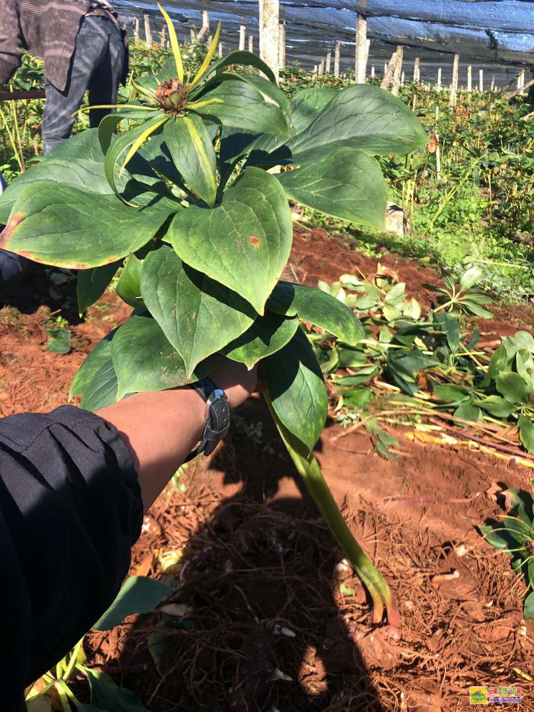 重樓最新行情動(dòng)態(tài)更新