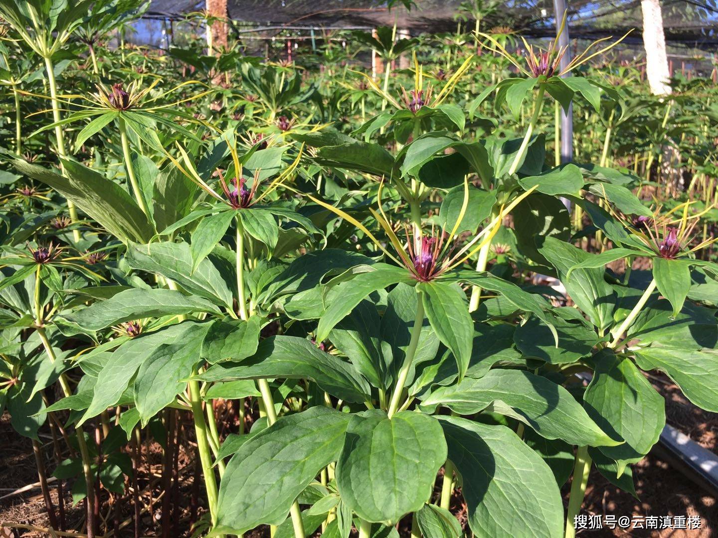 重樓最新行情動態(tài)更新