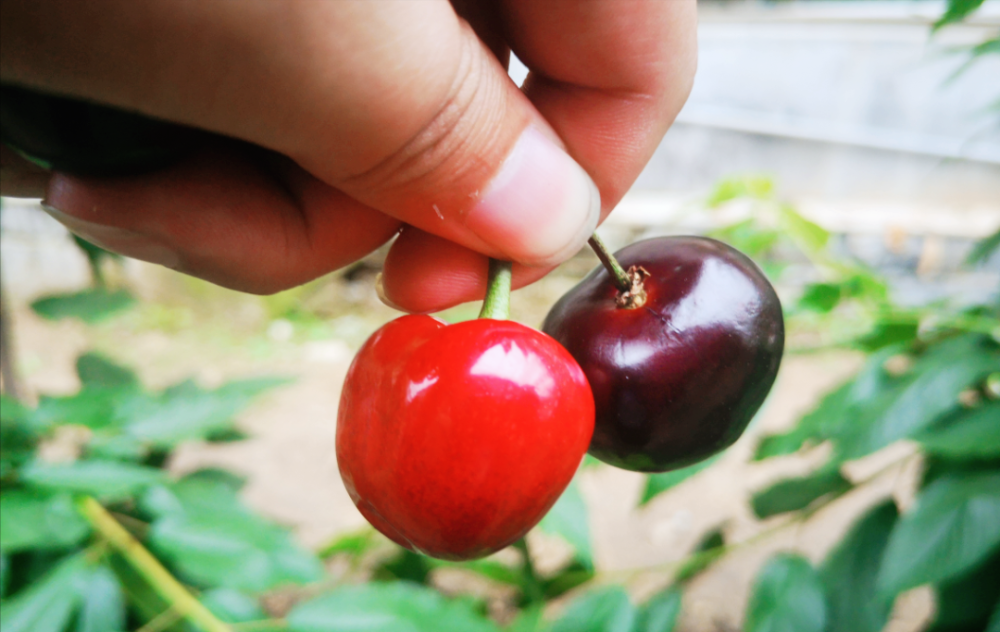 車?yán)遄由鲜袝r(shí)間與早春之約的繽紛邂逅